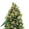 Semi femminizzati Jack Herer (Green House Seeds)