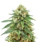 Mendocino Chanel Kush Seeds