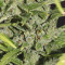 Sementes Feminizadas Monster Bruce Banner Auto (Monster Genetics)