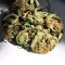 Northern Light Auto (Xtreme Seeds)