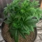 Planet Of The Grapes Auto Seeds (Ethos Genetics)