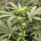 RS11 x Banana OG Seeds (Barney's Farm)