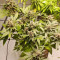 Tropicanna Poison F1 Fast Version Feminized Seeds (Sweet Seeds)
