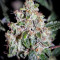 Sugar Bomb Punch feminized seeds
