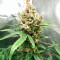 Blue Dream Autoflower (Herbies Seeds)