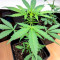 NY Diesel Autoflower (Herbies Seeds)