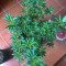 Wedding Cake feminized seeds (Seedstockers)