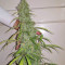 Auto Gorilla OG Seeds