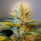 Black Gum feminized seeds