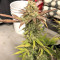 Blueberry Gum strain