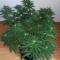 Bruce Banner strain