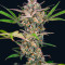 Bruce Banner Auto strain
