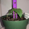 Critical Mass Seeds (Mr. Nice Seedbank)