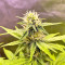 Dark Ghost Train Seeds