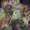 French Macaron feminized seeds