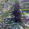 Green Crack Seeds (Humboldt Seeds Organization)