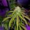 Hindu Kush feminized seeds