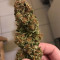 Master Kush (White Label)