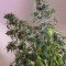Semi femminizzati Moby Dick (Green House Seeds)