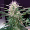 Old school Seeds