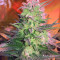 Ripper Haze (Ripper Seeds)