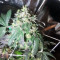 Sherbet (Seedstockers)