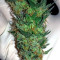 Somaui (Soma Seeds)