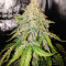 Sour Hound F2 Auto Seeds