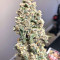 Super Auto Lemon Haze (Original Sensible Seeds)