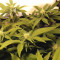 White Widow (White Label)