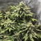 Graines de cannabis X18 Pure Pakistani Regular (Reserva Privada)