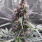 Semillas feminizadas Pro Auto Mix (Seedstockers)