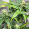 Dozy Doz Feminized Seeds (AlphaFem Seeds)