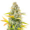 Dozy Sith Feminized Seeds (AlphaFem Seeds)