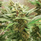 Graines de cannabis Ice Bomb (Bomb Seeds)