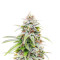 Kalimist (Herbies Seeds)