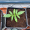 Semi femminizzati Northern Light (Kera Seeds)