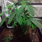 Northern Light Seeds (The Bulldog Seeds)