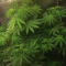 Buy Pineapple Chunk feminized seeds by Barney's Farm