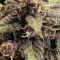Vente de graines de cannabis LSD-25 Auto (Fast Buds)