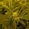 Blackberry Moonrocks Seeds (AlphaFem Seeds) - Cannabis Strain Seeds for Sale