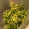 West Coast O.G. Seeds
