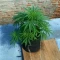 Eleven Roses Seeds (Delicious Seeds) - Cannabis Strain Seeds for Sale