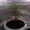Caramelo Early Version Seeds (Delicious Seeds) - Cannabis Strain Seeds for Sale