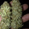 Venta de Santa Marta Haze (Seedstockers) | Semillas de marihuana feminizadas