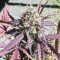 Thin Mint Crack Autoflower feminized seeds for sale: information and reviews