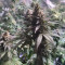 Pakistan Valley Cannabis-Samen Kaufen