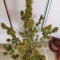 ขายเมล็ดพันธุ์ Sour Jealousy Auto