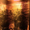 Buy Shiskaberry seeds by Barney's Farm