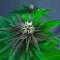 DDoS #33 Seeds (Herbies Seeds) - Cannabis Strain Seeds for Sale